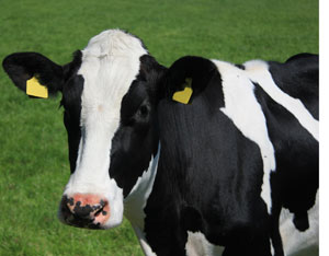 National Milk Producers Federation Opposes Tail Docking on Dairy Cows